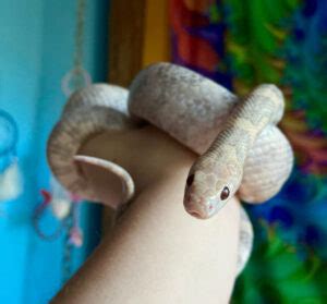 Image result for Lavender Corn Snake