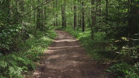 Afbeeldingsresultaten voor Summer Forest Road
