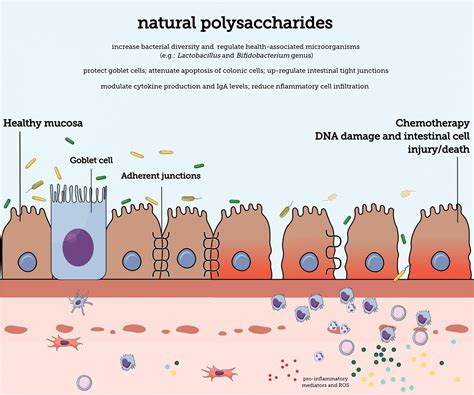 Image result for Digestion of Polysacchride