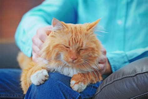 Image result for Cat Superposition