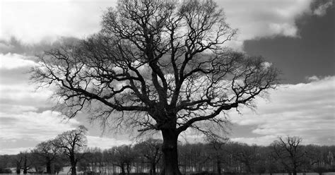 Toradh íomhá ar Black and White Tree