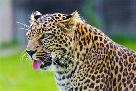 Leopard Predators に対する画像結果