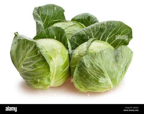 Image result for Cabbage
