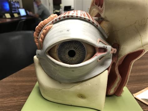 Image result for Accessory Visual Structures