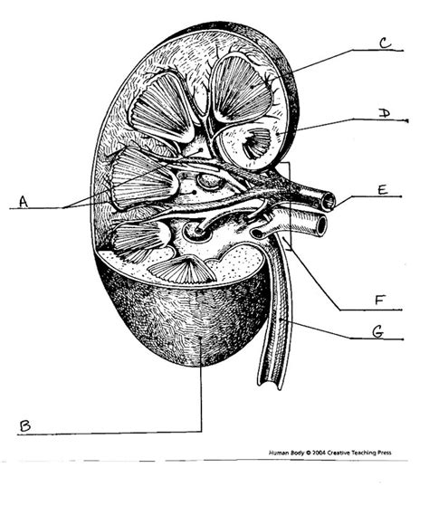 Image result for Kidney Anatomy Chart