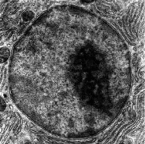 Cell Nucleus Under Microscope に対する画像結果