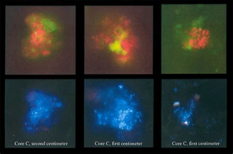 Fish Microscopy に対する画像結果