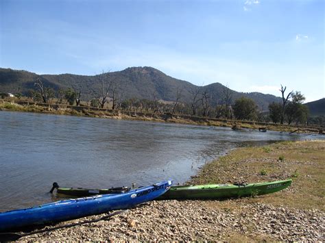 Image result for Murray River Python