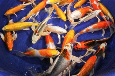 Discus Fish Natural Habitat に対する画像結果