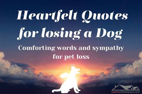 Image result for Doy Lossy