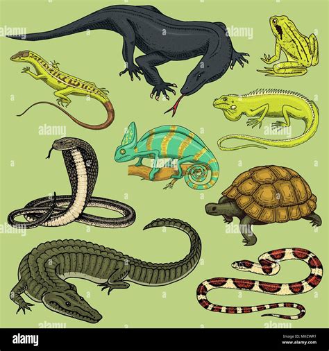 Image result for 3 Reptiles Animal Drawing