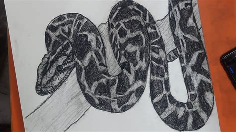 Image result for Python Animal Drawing