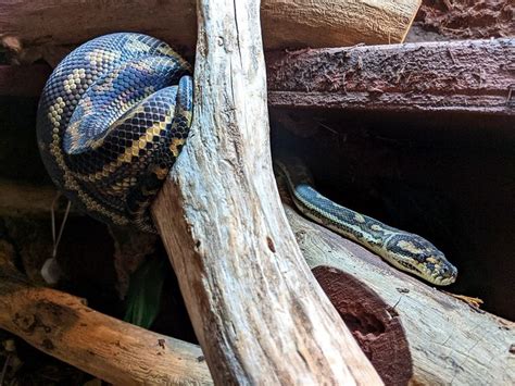 Image result for Python Snake Cage