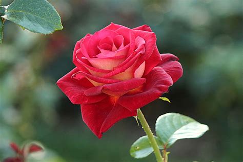 Image result for Rose Circle Border