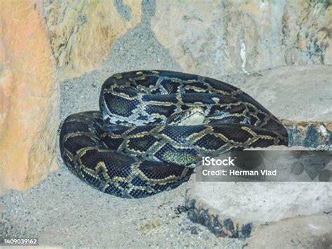 Image result for Cakar Pada Ular Phyton