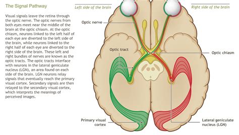 Image result for Brain Anatomy Visual System
