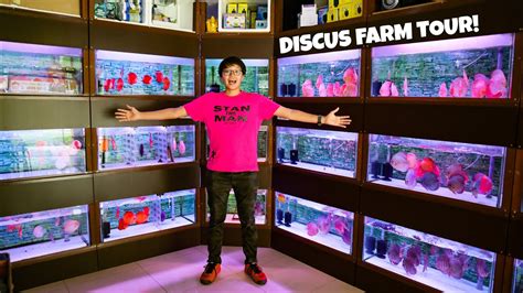 Image result for Discus Fish Store