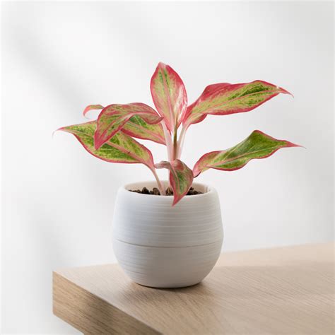 Image result for Chinese Evergreen Propagation