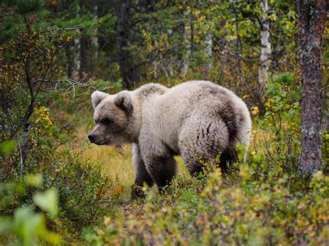 Afbeeldingsresultaten voor Forest Animals Bear