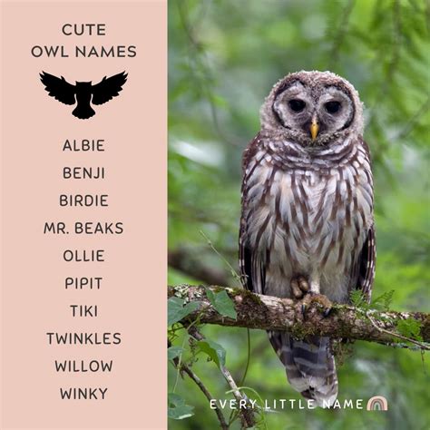 Image result for Funny Owl Names