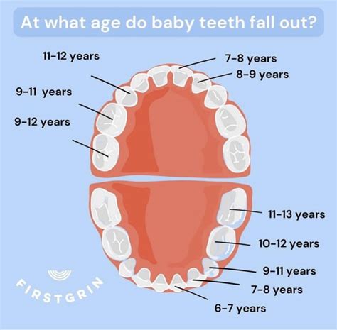 Image result for First Tooth Fall Out