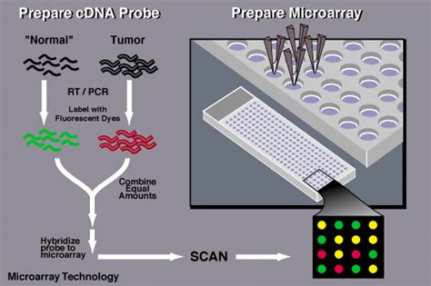 Chromosome Microarray に対する画像結果
