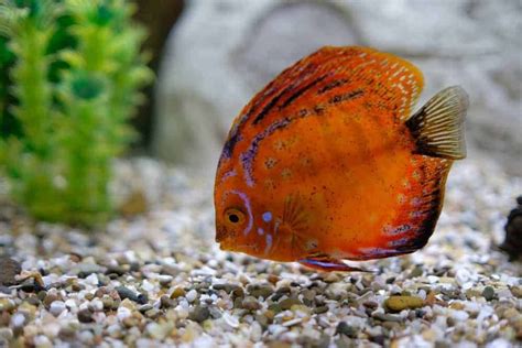 Discus Fish Natural Habitat に対する画像結果