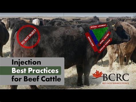 Image result for SubQ Injection for Cattle
