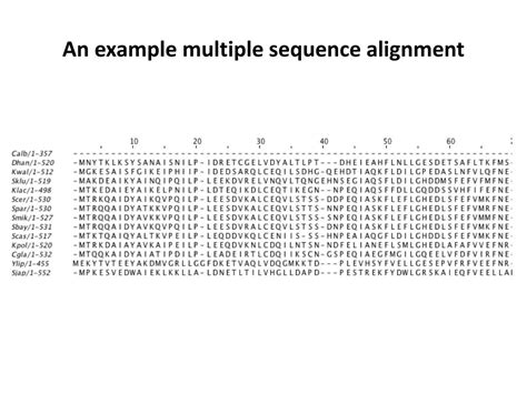 Image result for Multiple Sequence Alignment Flow Chart