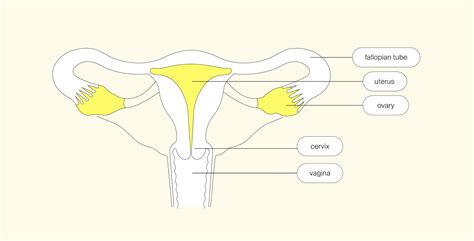 Female Reproductive System Internal and External に対する画像結果