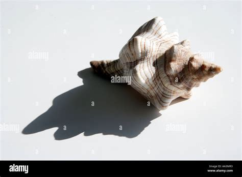 Image result for Cone-Shaped Shell of British Columbia