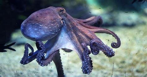 Image result for Octopus Game Restroom Roblox