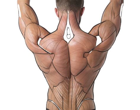 Image result for Proko Hand Anatomy