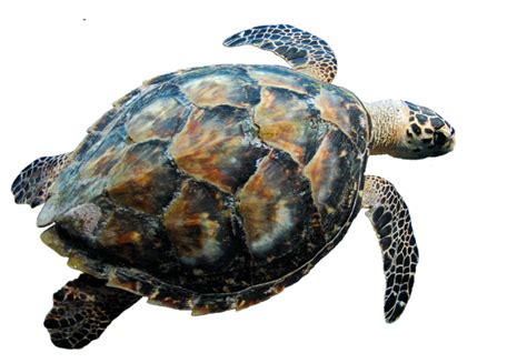Turtle PNG に対する画像結果