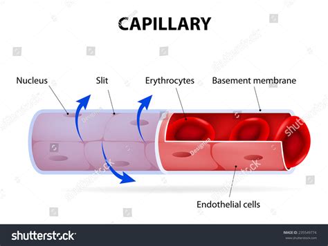 Image result for Capillary in Tissue