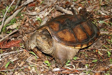 Toradh íomhá ar Hiss If Snapping Turtle Sound
