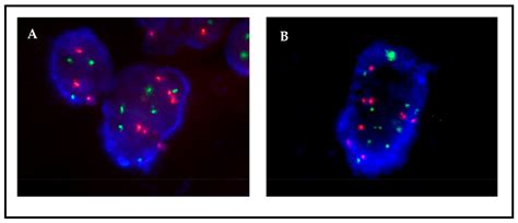 Fish Microscopy に対する画像結果