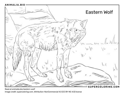 Image result for Eastern Wolves