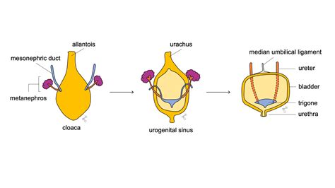 Genital Tubercle に対する画像結果