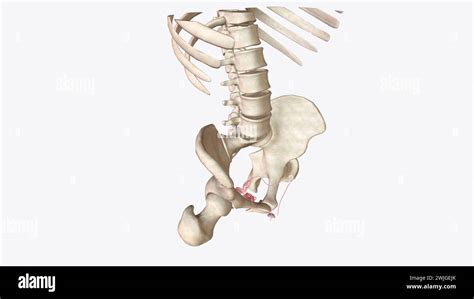 Toradh íomhá ar Female Reproductive System Consists Of