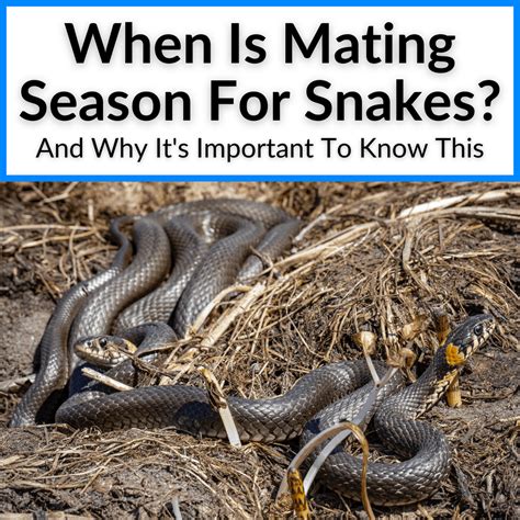 Image result for The Mating of Snakes