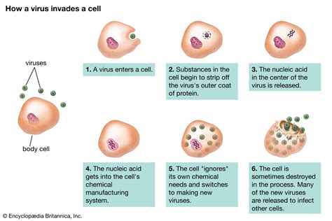 Image result for Virus Host Cell