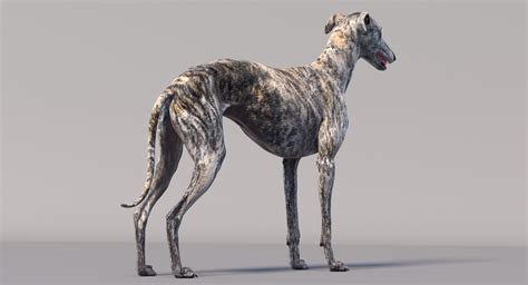 Toradh íomhá ar Greyhound Model for Roblox Studio Free