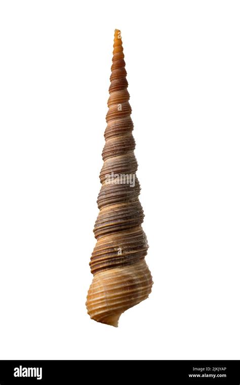 Image result for Cone-Shaped Shell of British Columbia