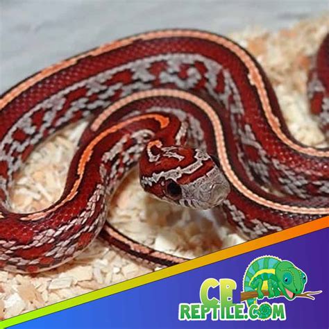 Image result for Lavender Corn Snake