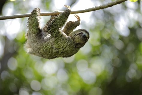 Image result for Pygmy Sloth