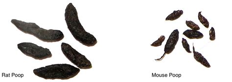 Image result for Identifying Rodent Poop