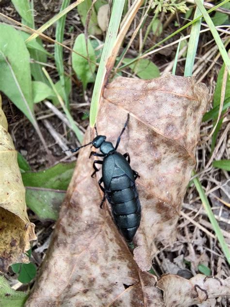 Toradh íomhá ar Roblox Invisible 8-Bit