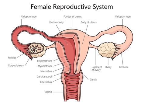 Female Reproductive System Internal and External に対する画像結果