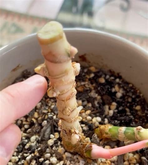 Image result for Chinese Evergreen Propagation